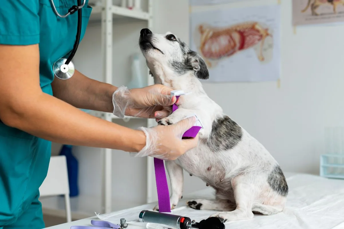 Clínica veterinaria